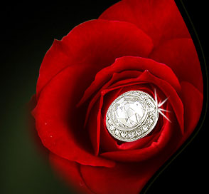 rose